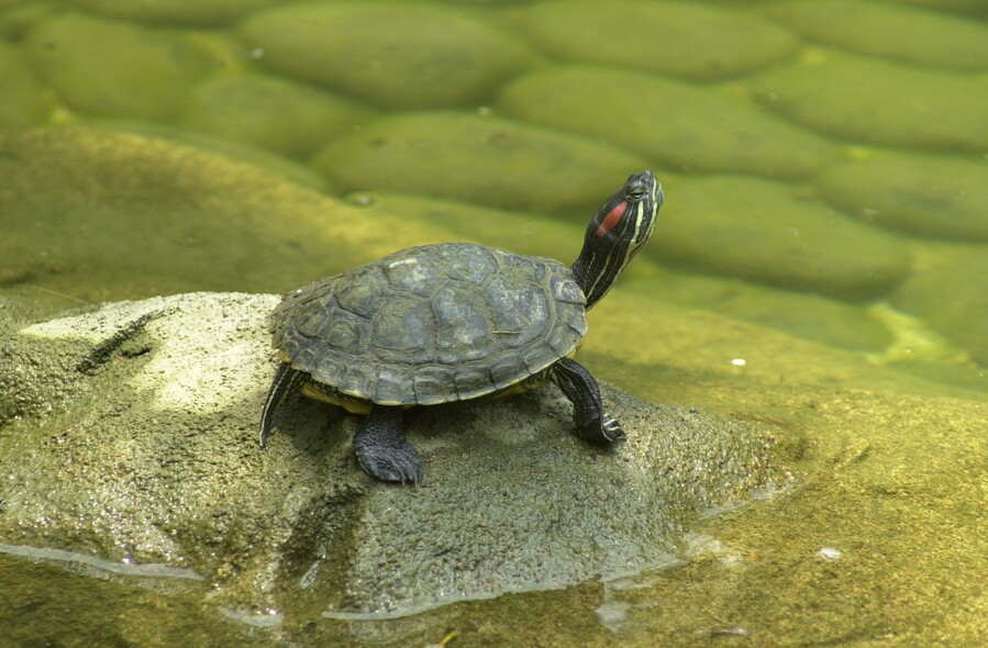 Red-eared sliders, originally from North America, are one of the world's worst invasive animal species, and are frequently the subject of misguided mercy releases in Hong Kong.